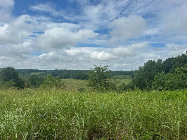a view of a lush green outdoor space with a lake view