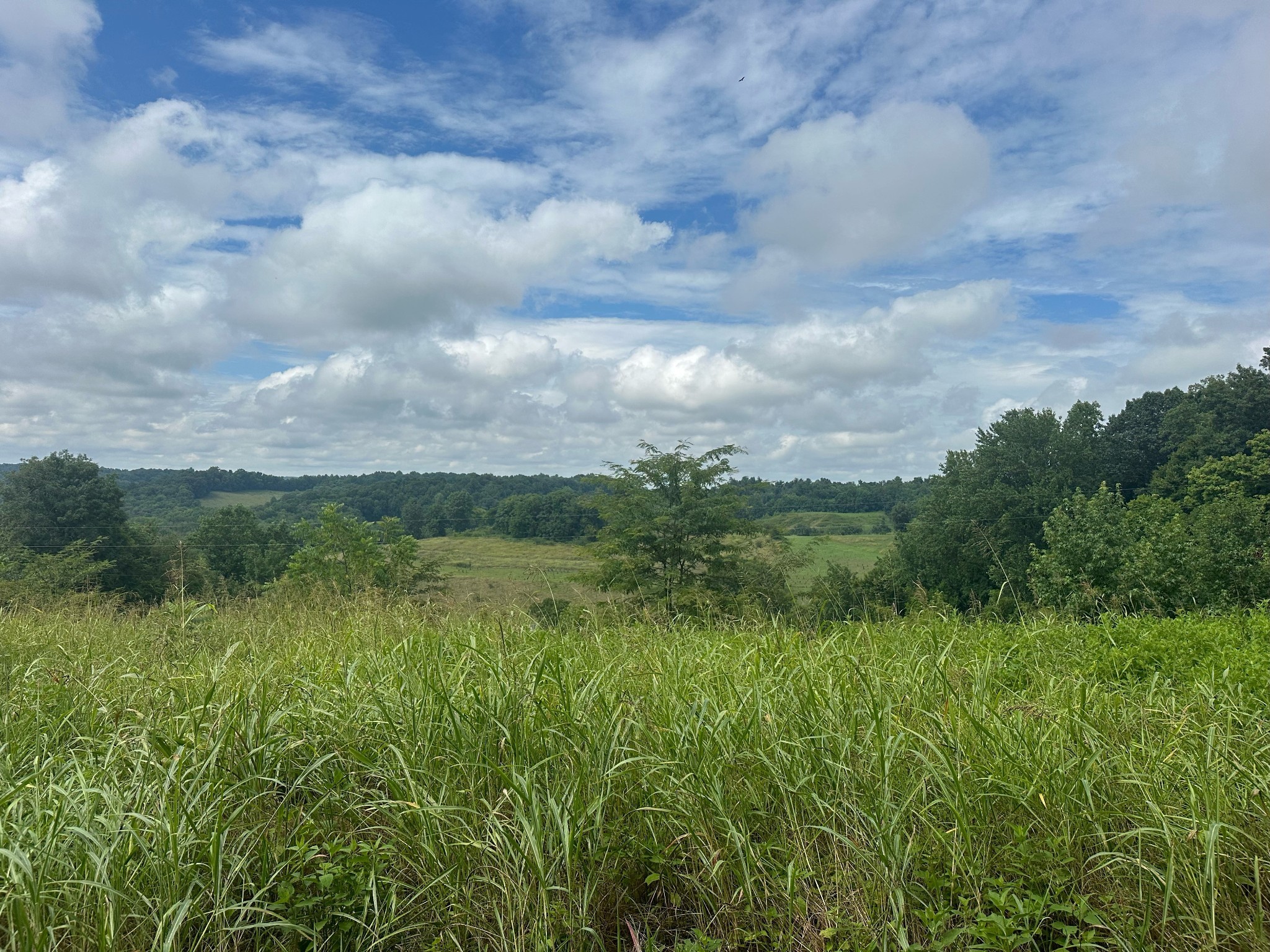 5 A Young Hollow Road Belvidere, TN 37306 - Photo 2 of 3 a view of a lush green outdoor space with a lake view