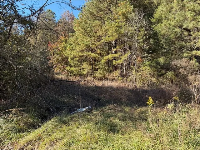a view of a tree with a yard