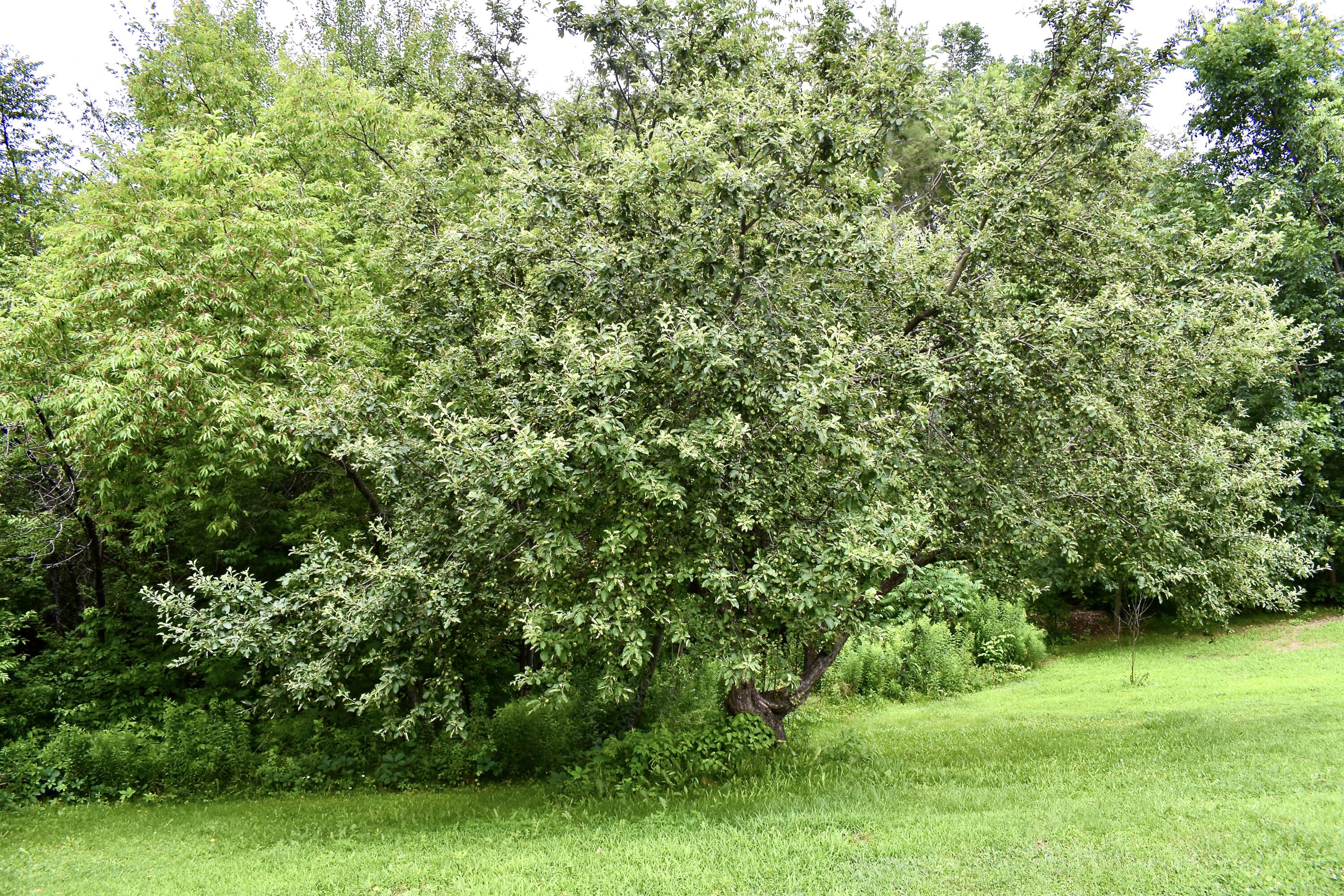 10 Rines Road Burnham, ME 04922 - Photo 54 of 55 DSC_0680