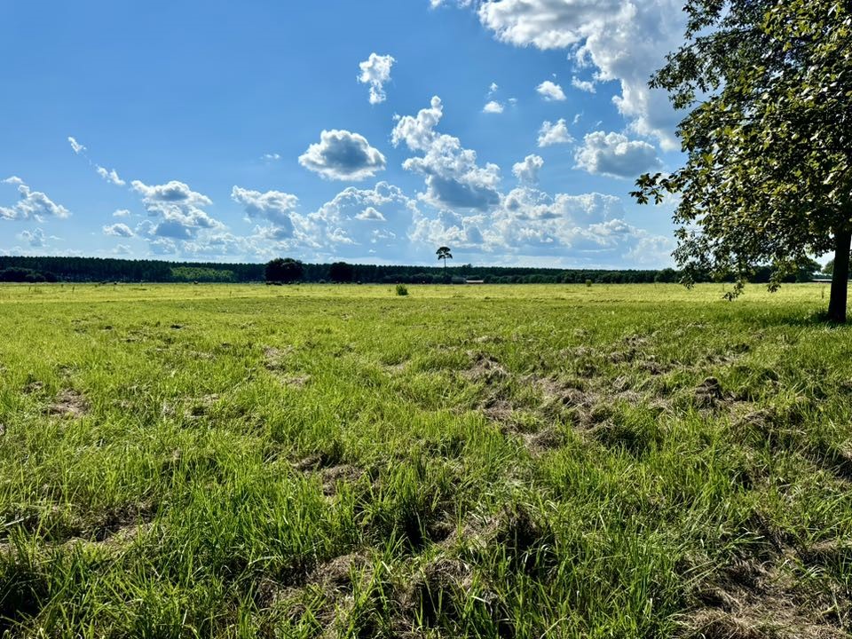 Tbd Tbd Lakeland Ranch Hillister, TX 77624 - Photo 12 of 20 a view of a yard