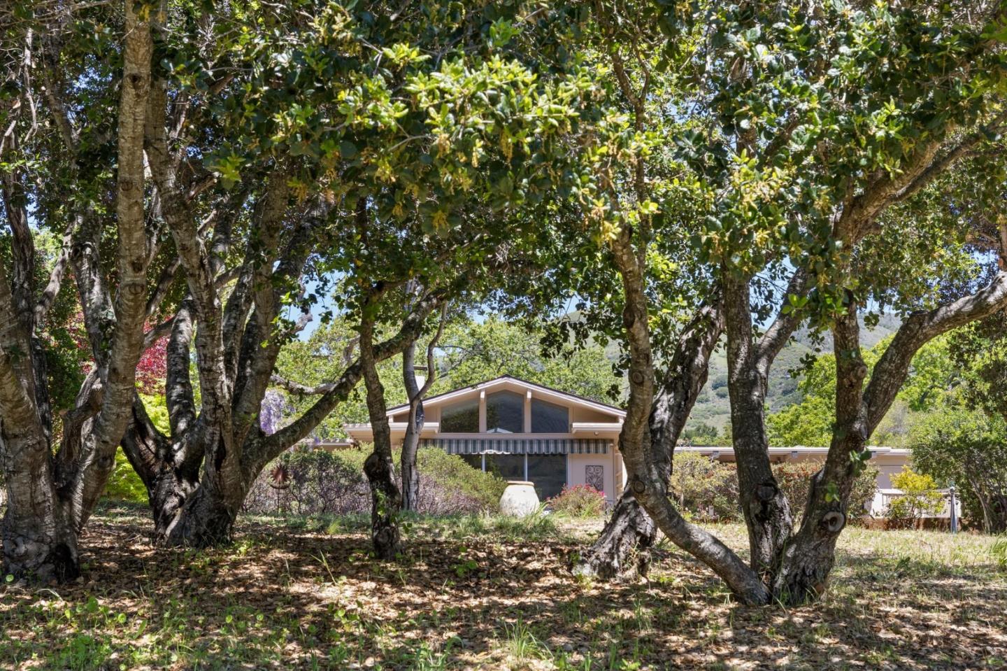 19 Ring Lane Carmel Valley, CA 93924 - Photo 52 of 60 a large tree in a yard