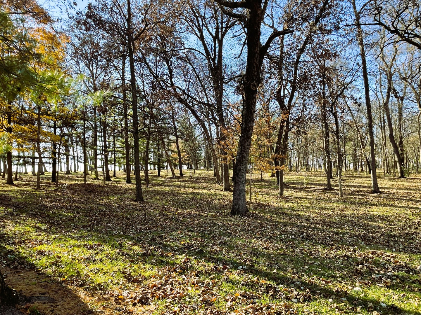 17445 Livingston School Road Caledonia, IL 61011 - Photo 27 of 33 a view of a yard with large trees