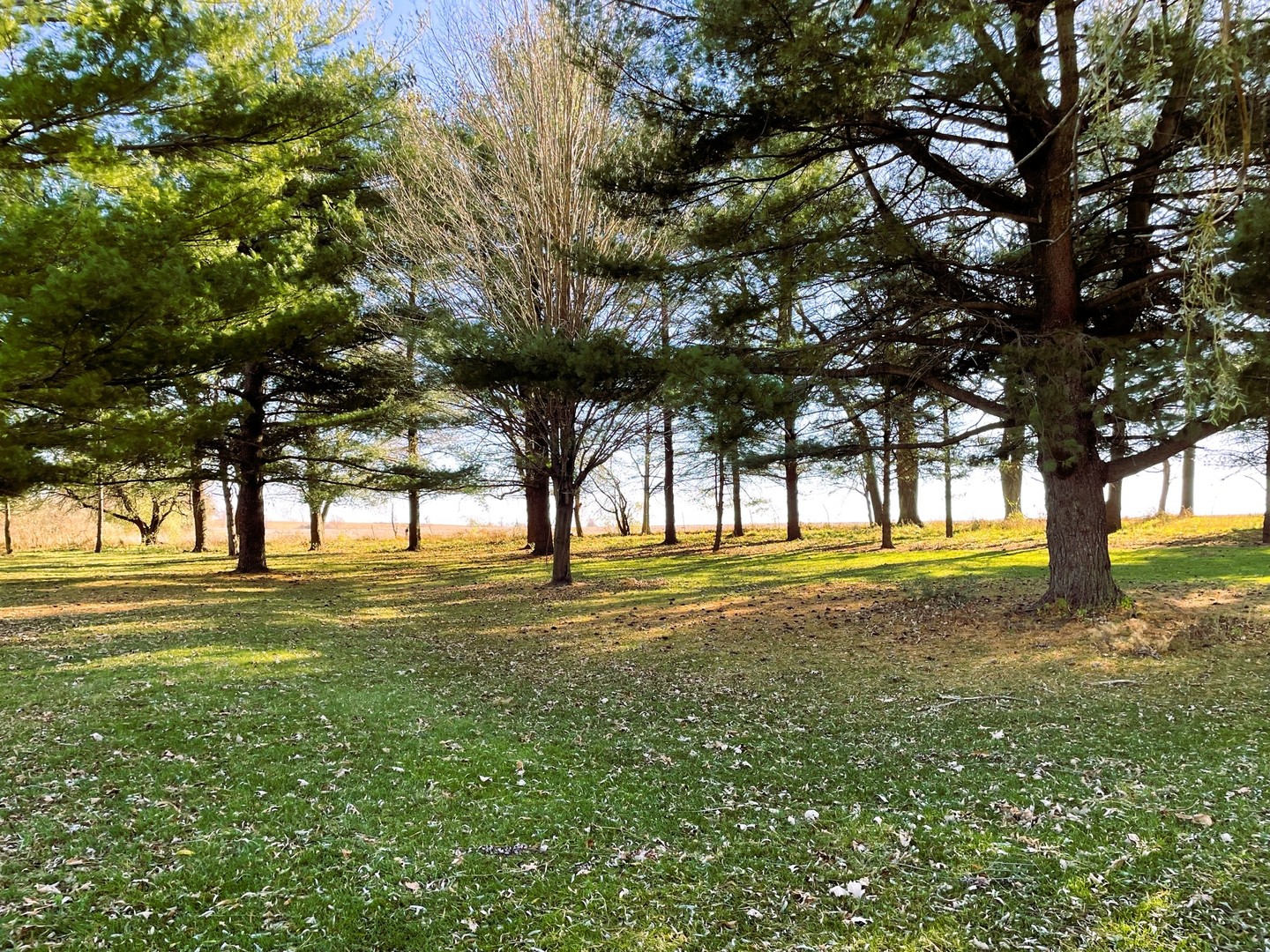 17445 Livingston School Road Caledonia, IL 61011 - Photo 28 of 33 a view of a trees in a yard
