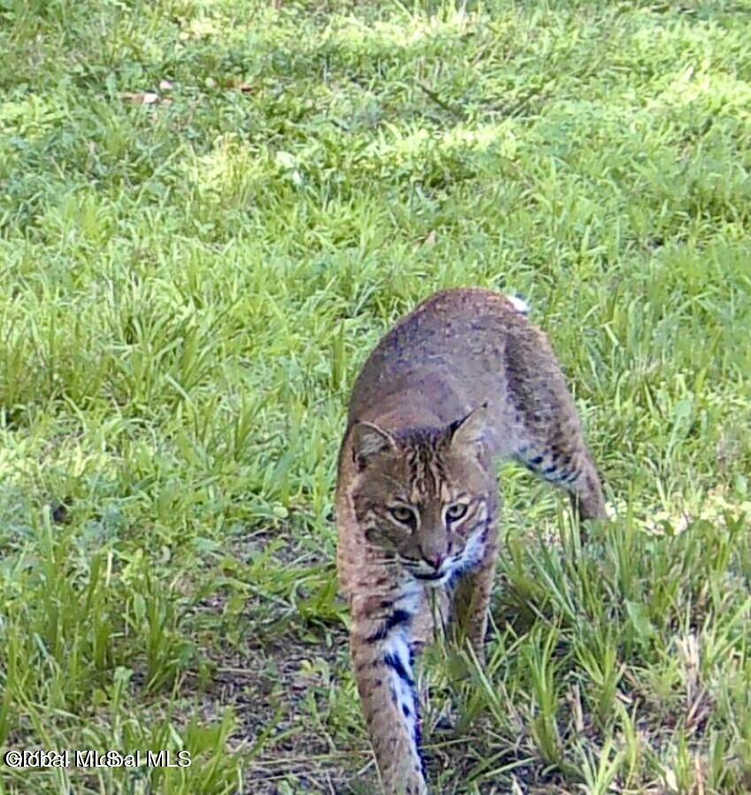 1661 Burch Road Hartford, NY 12832 - Photo 105 of 120 20241211143047521257000000-o