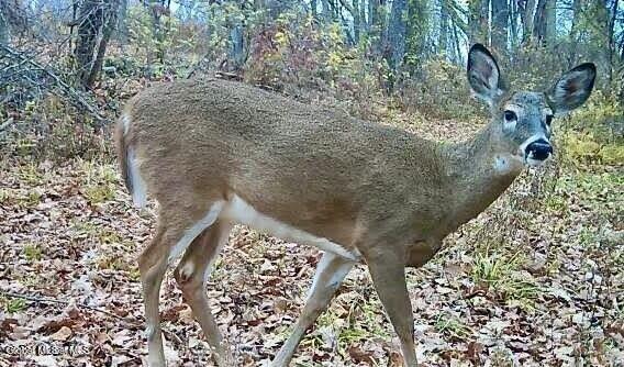 1661 Burch Road Hartford, NY 12832 - Photo 108 of 120 20241207144905809776000000-o