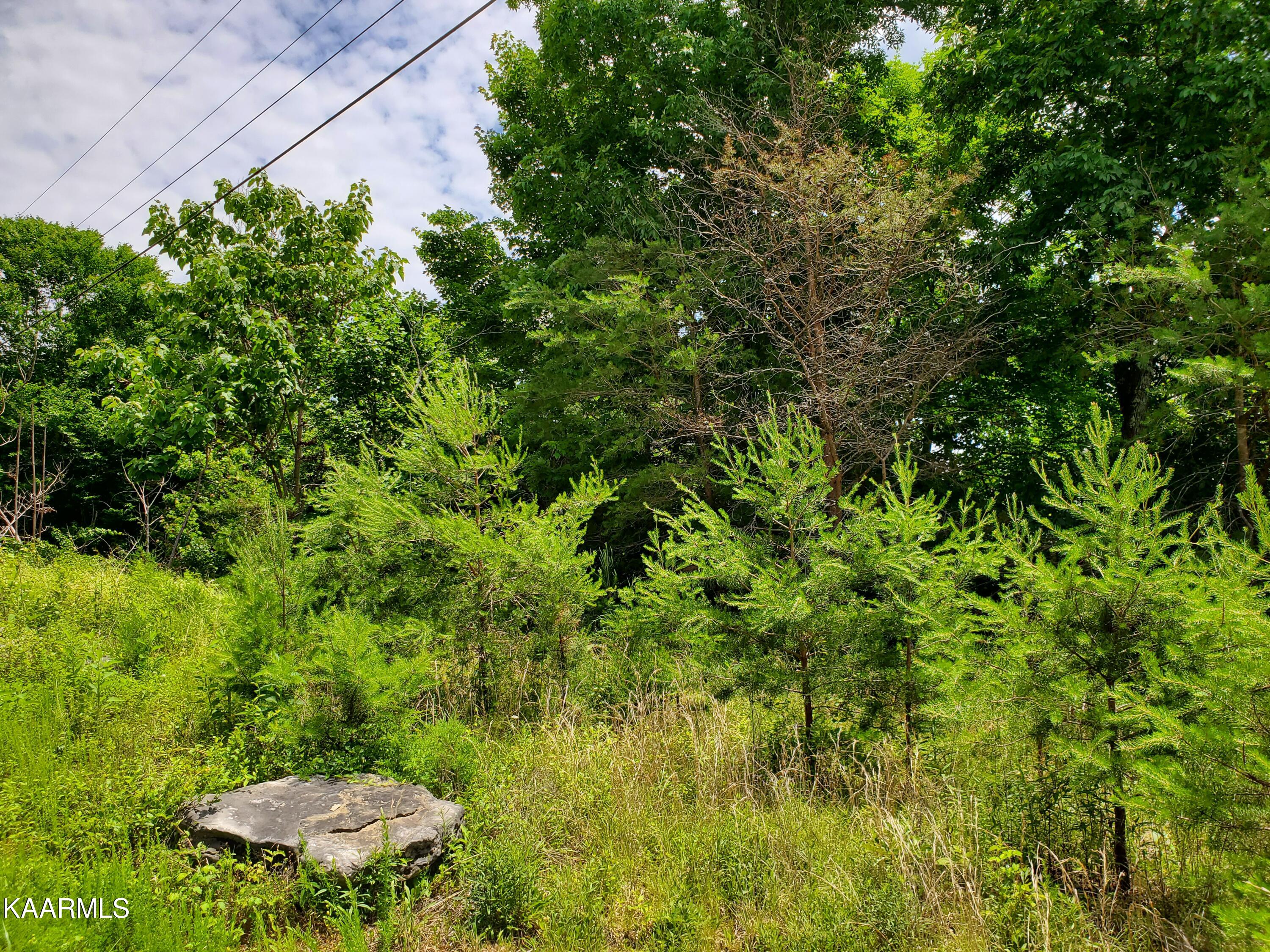 Lick Branch Road New Tazewell, TN 37825 - Photo 3 of 24 20220602_130344