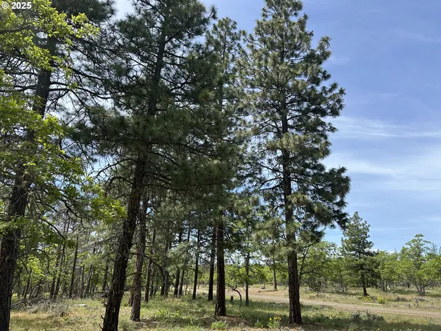 a view of backyard with green space