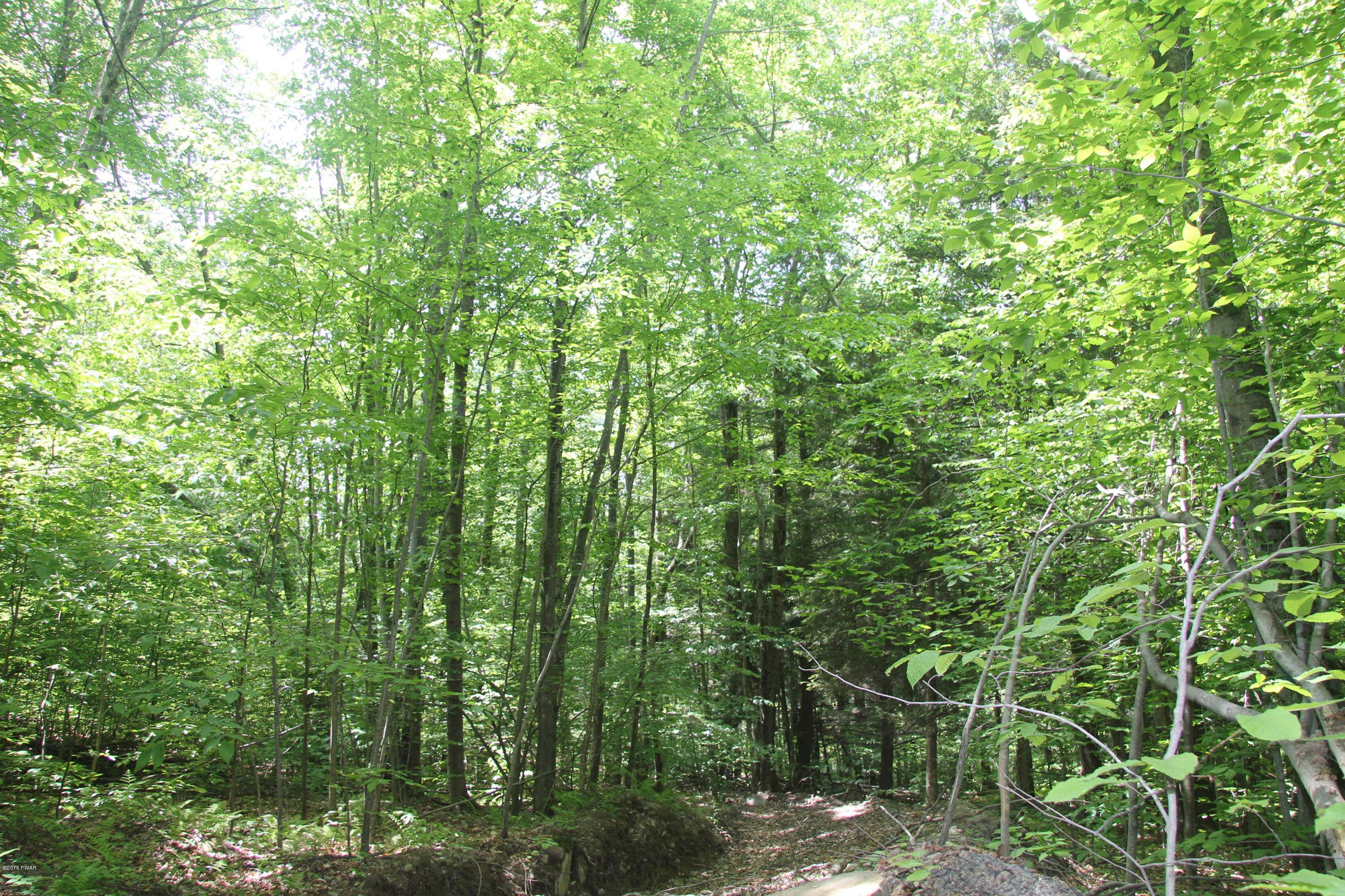 Leonard Road Pleasant Mount, PA 18453 - Photo 16 of 18 Woods