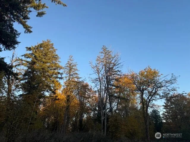 a view of a yard with a tree
