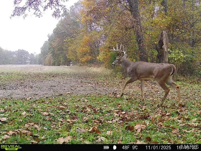 $650,000 | 346 Gouldman Road, Montgomery City, MO 63361