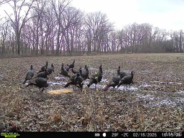 $650,000 | 346 Gouldman Road, Montgomery City, MO 63361