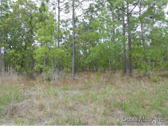 Lot 35 Southwest Lot Road Dunnellon, FL 34431 - Photo 1 of 1 Primary Photo