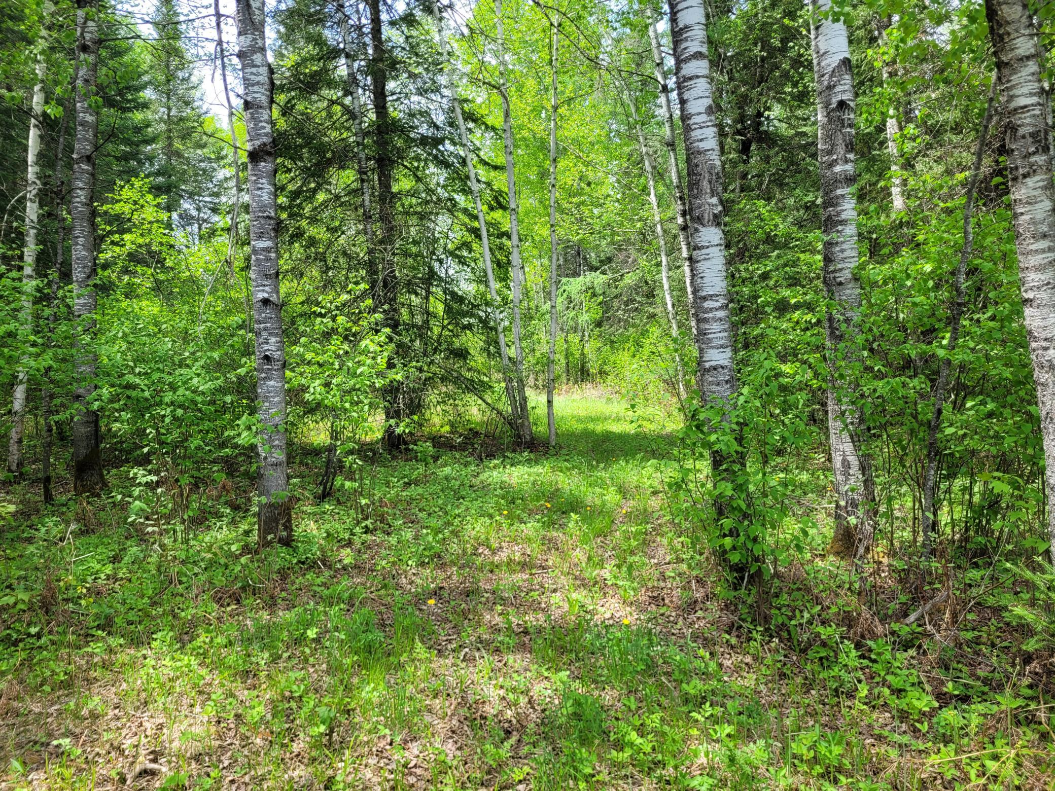68401 County Road 547 Cook, MN 55723 - Photo 9 of 29