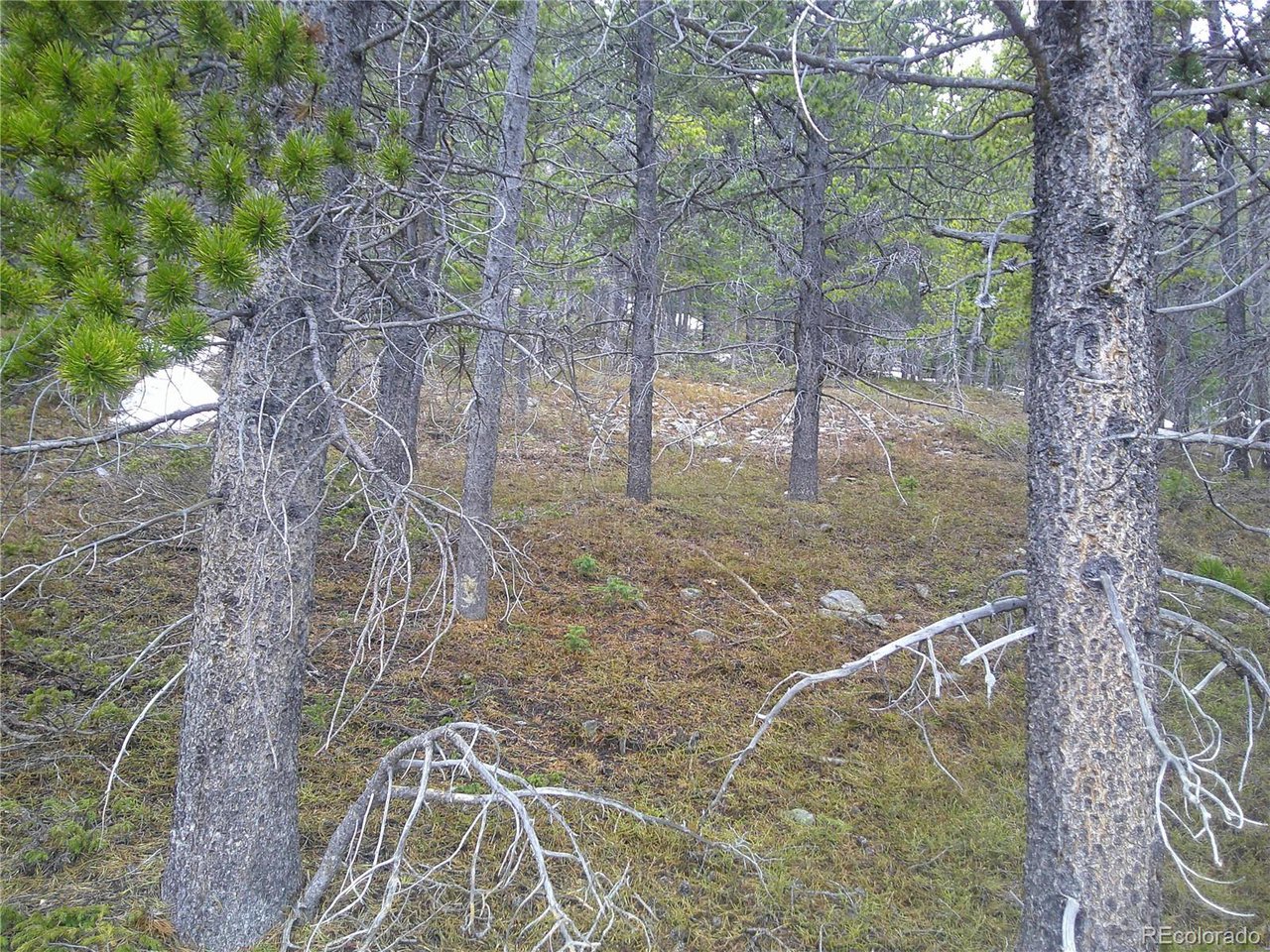 417 Glory Hole Road Idaho Springs, CO 80452 - Photo 2 of 5 a backyard with large trees