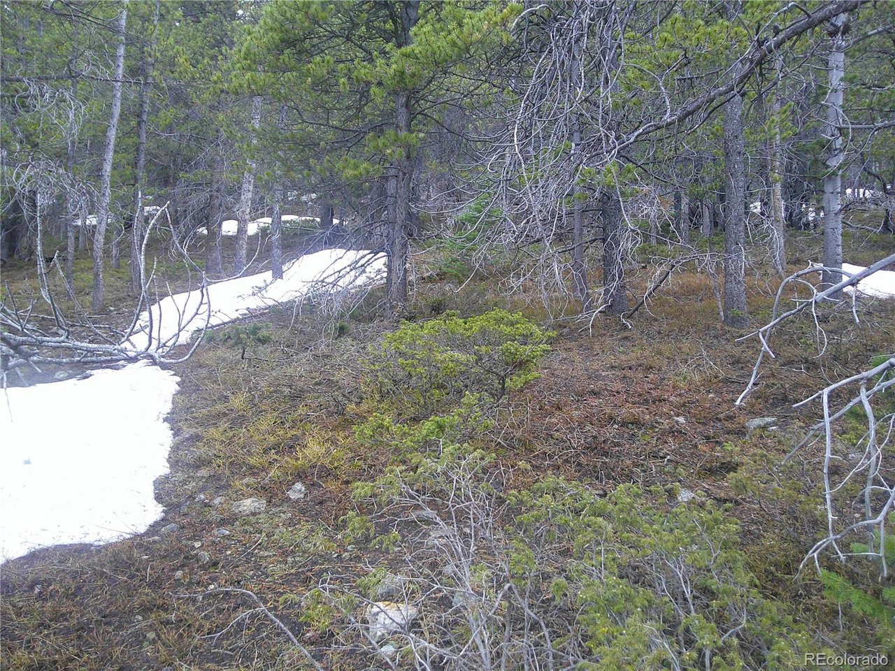 417 Glory Hole Road Idaho Springs, CO 80452 - Photo 5 of 5 a view of a yard