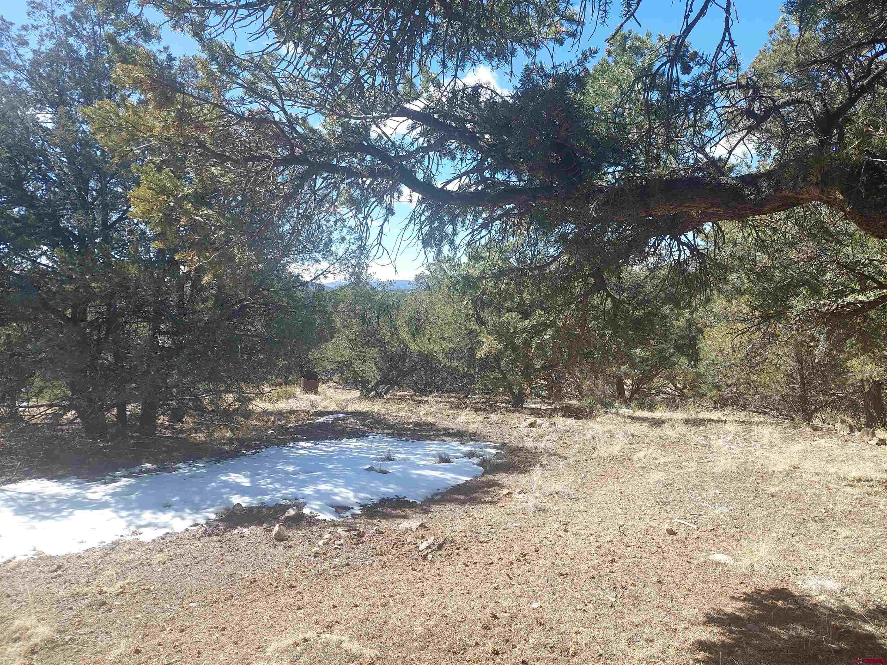 813 Milner Pass Road South Fork, CO 81154 - Photo 19 of 27 a view of dirt yard with a large tree