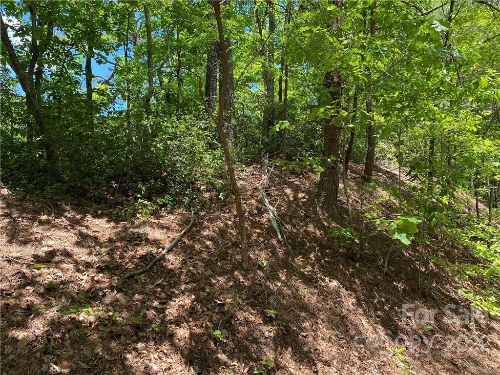 Tbd Rumbling Bald Road Lake Lure, NC 28746 - Photo 1 of 14 a view of a forest