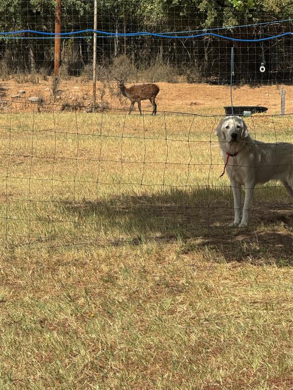1794 Cr 527 Road Baird, TX 79504 - Photo 14 of 38 Additional content