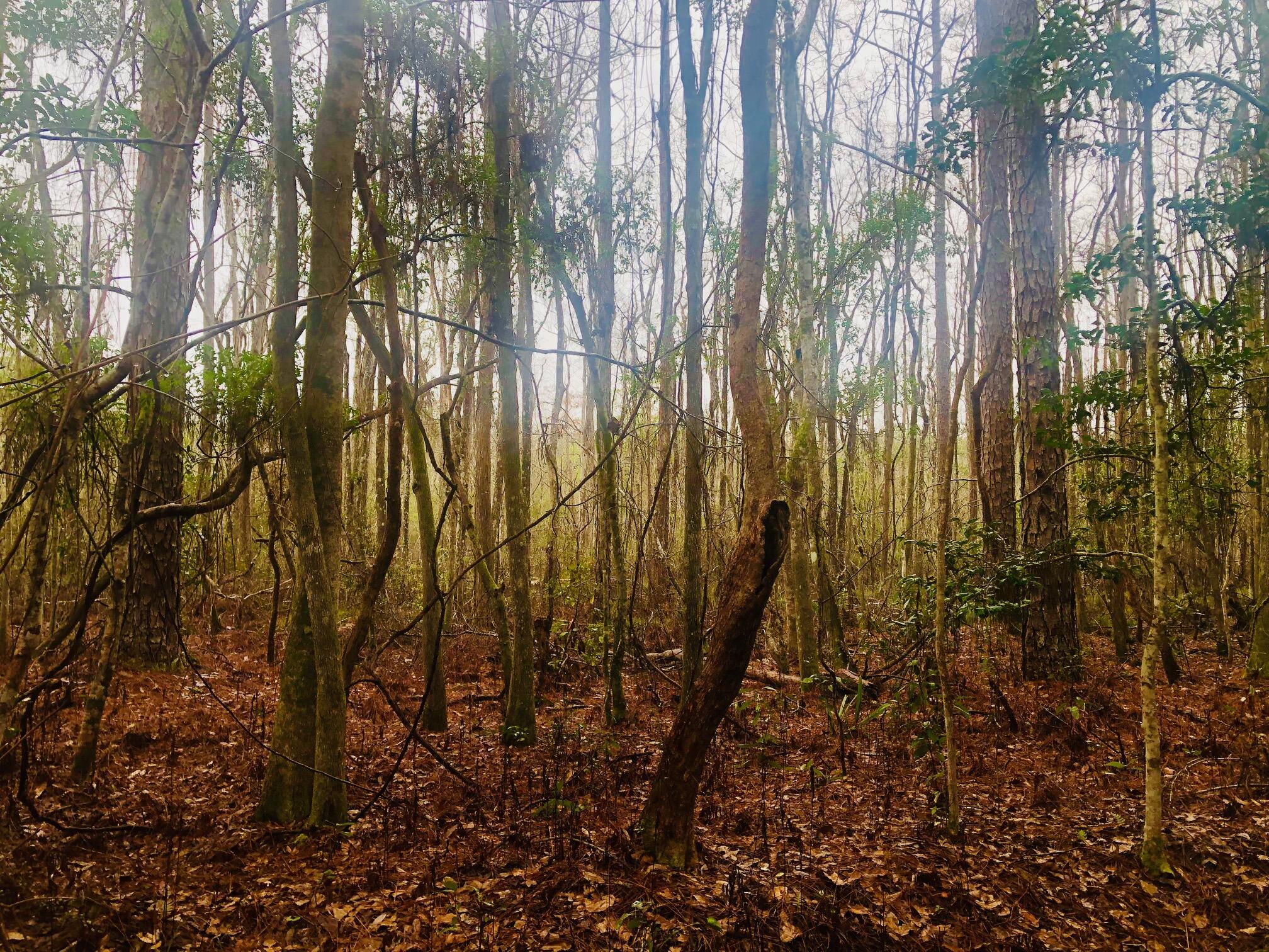 2 Acres County Highway Freeport, FL 32439 - Photo 5 of 14 a view of yard
