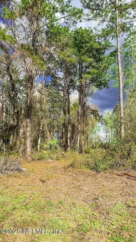 a big yard with lots of green space and plants