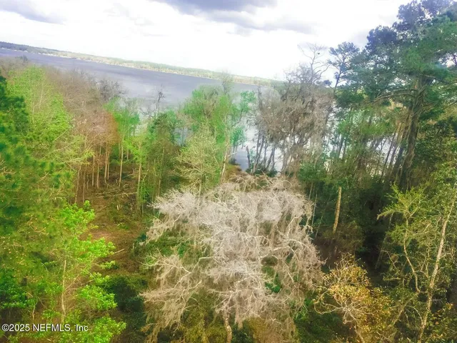 a view of a yard with plants and large trees