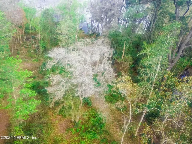 a view of a forest that has a tree