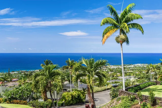 a view of a palm tree with a yard