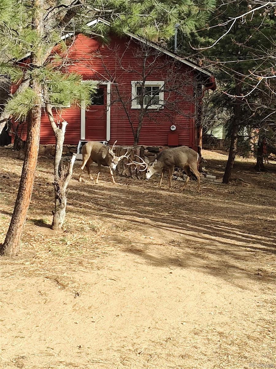 23094 Ohkay Road Indian Hills, CO 80454 - Photo 46 of 50