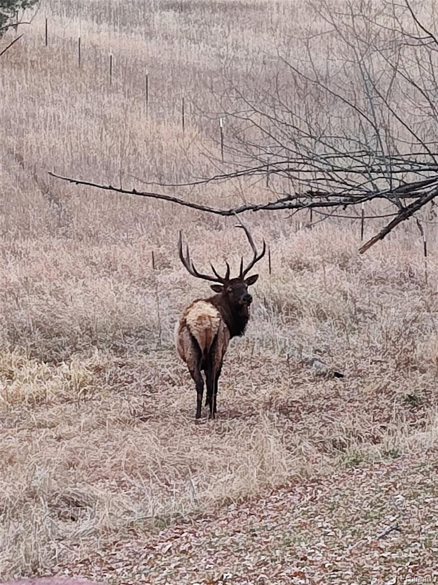 23094 Ohkay Road Indian Hills, CO 80454 - Photo 49 of 50