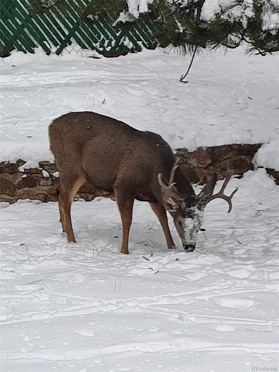 23094 Ohkay Road Indian Hills, CO 80454 - Photo 50 of 50