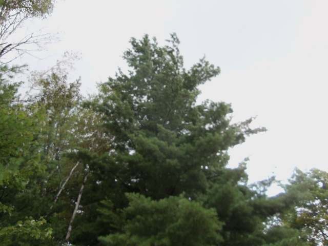 2499 Martha Lake Road Mercer, WI 54547 - Photo 16 of 16 Gallery Image 16