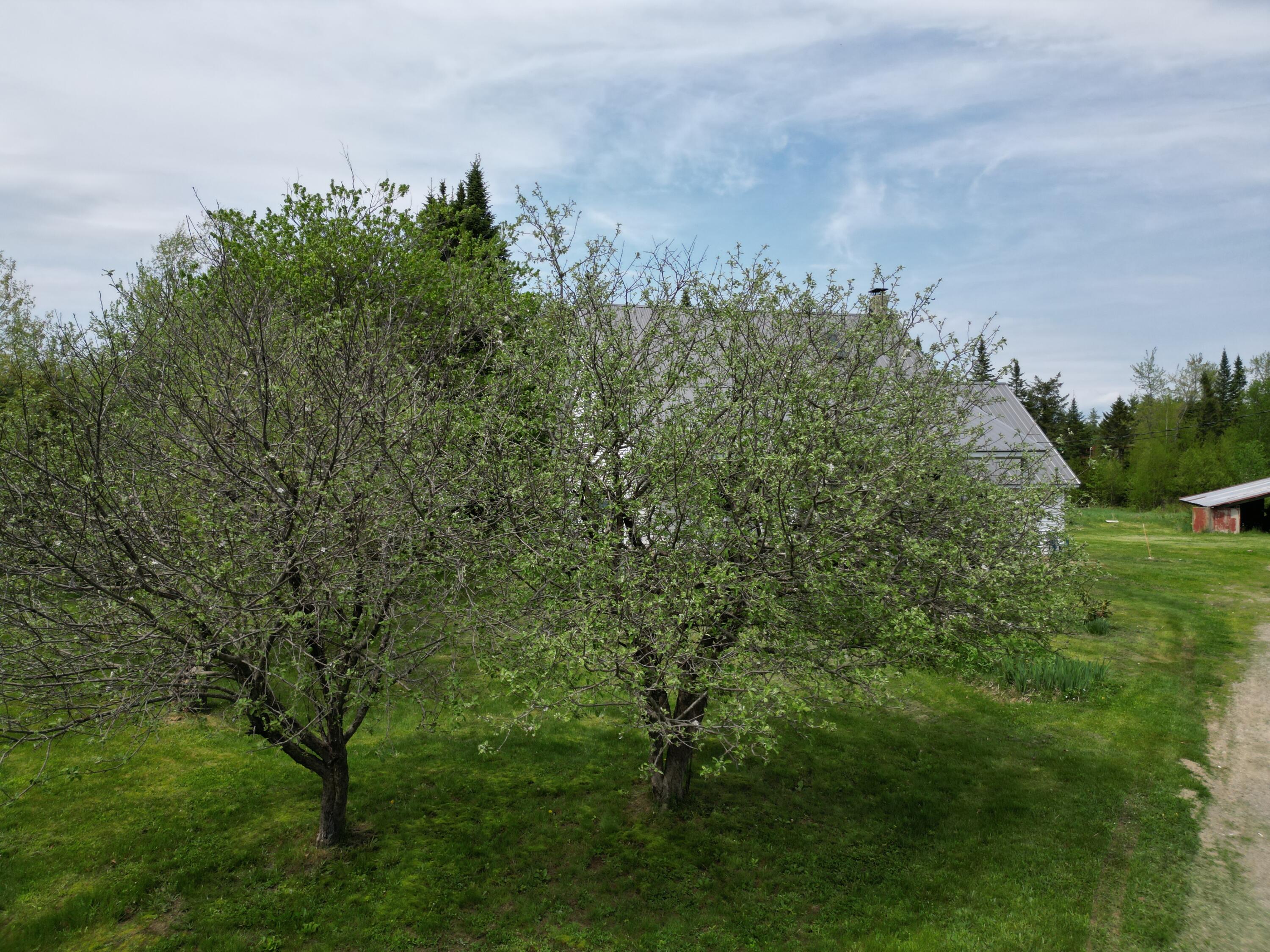 155 Butterfield Ridge Road Lincoln, ME 04457 - Photo 8 of 38 DJI_0196