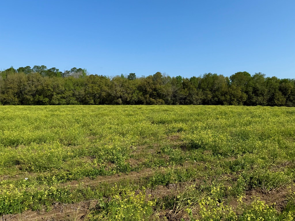 10.3-acres Red Oak Road Florala, AL 36442 - Photo 5 of 13
