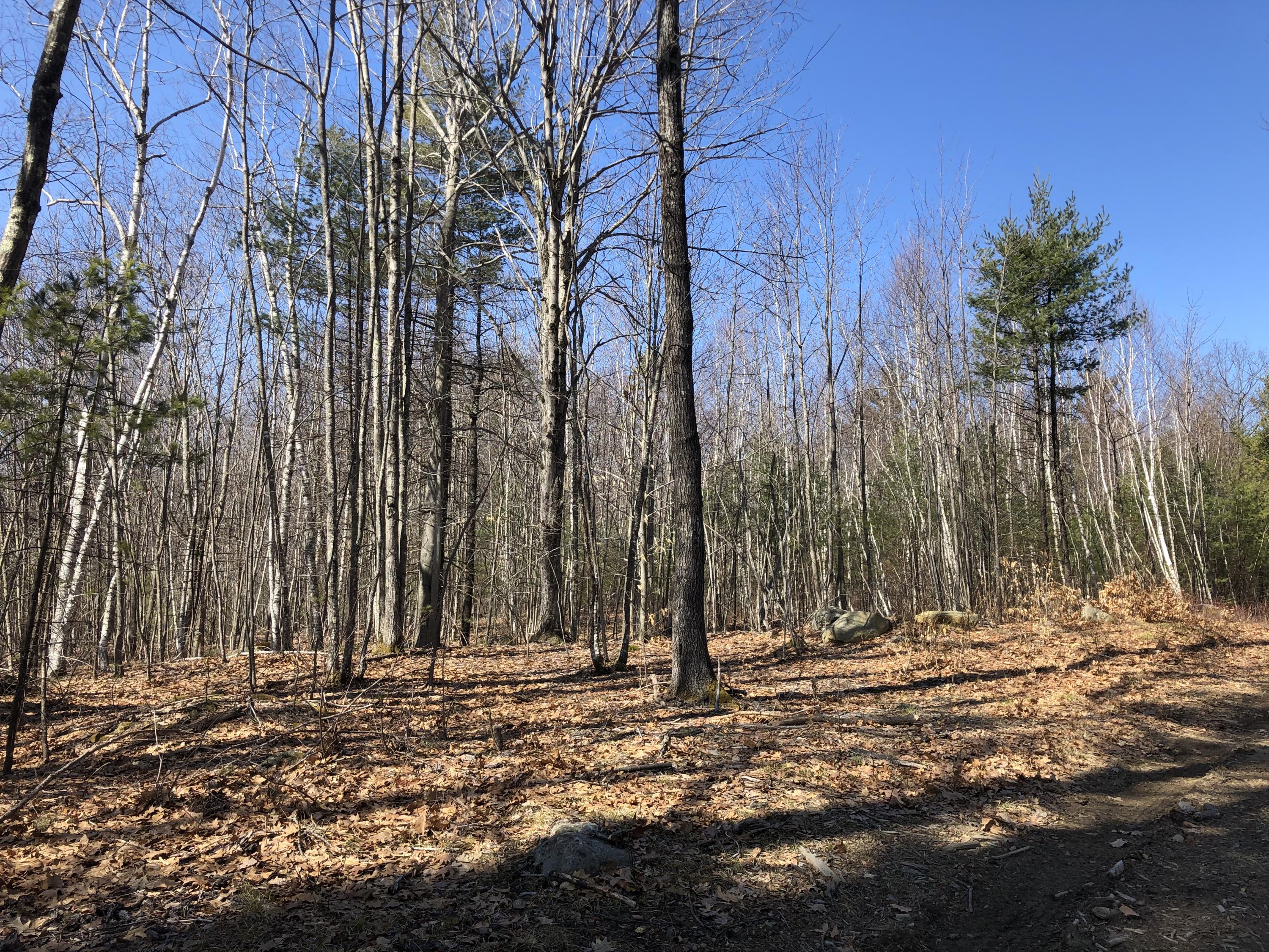 0 Knight Road East Waterboro, ME 04030 - Photo 3 of 20 small clearing
