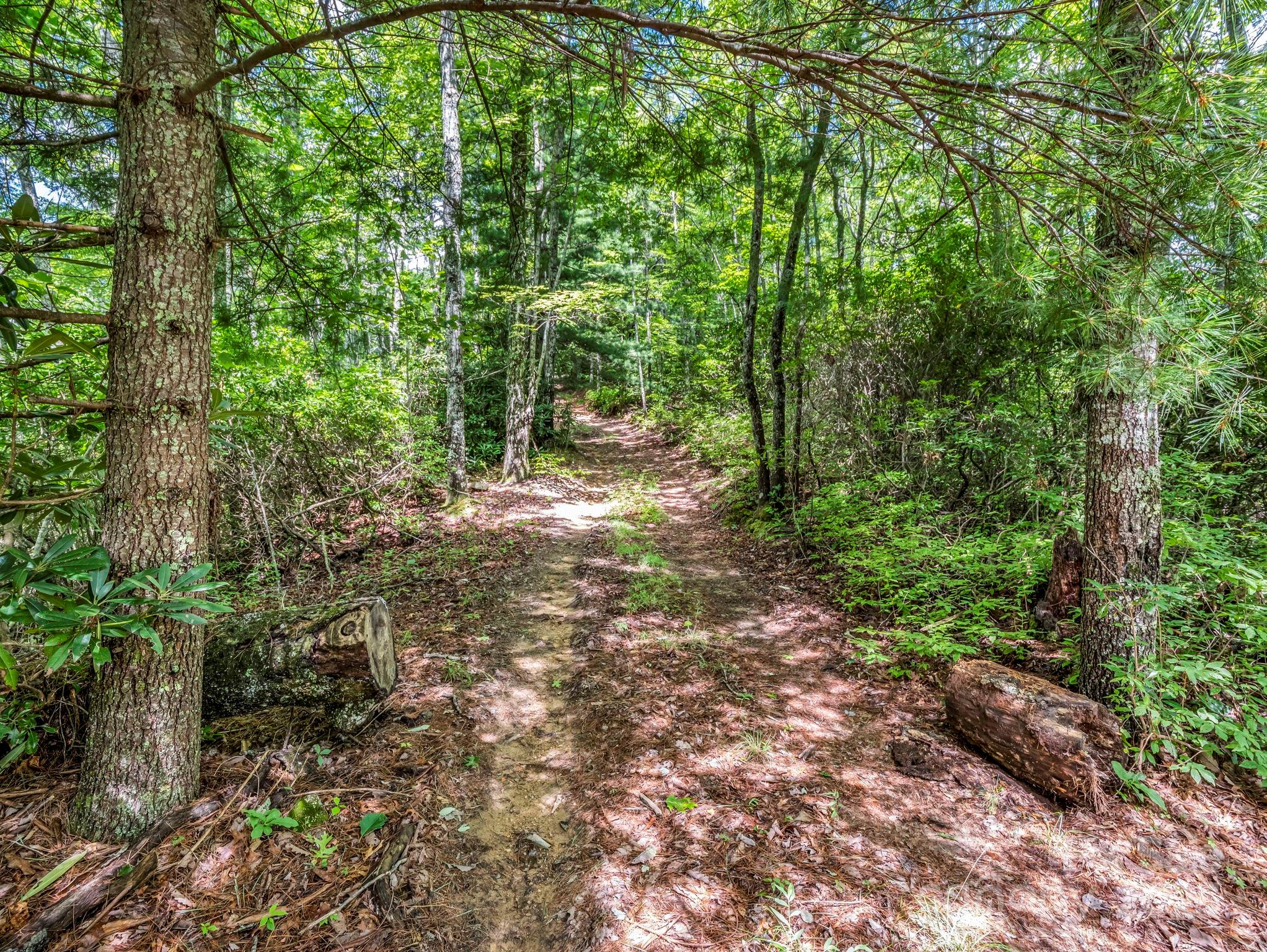 Tbd Frozen Creek Road Brevard, NC 28712 - Photo 2 of 30 a big yard with lots of green space and trees