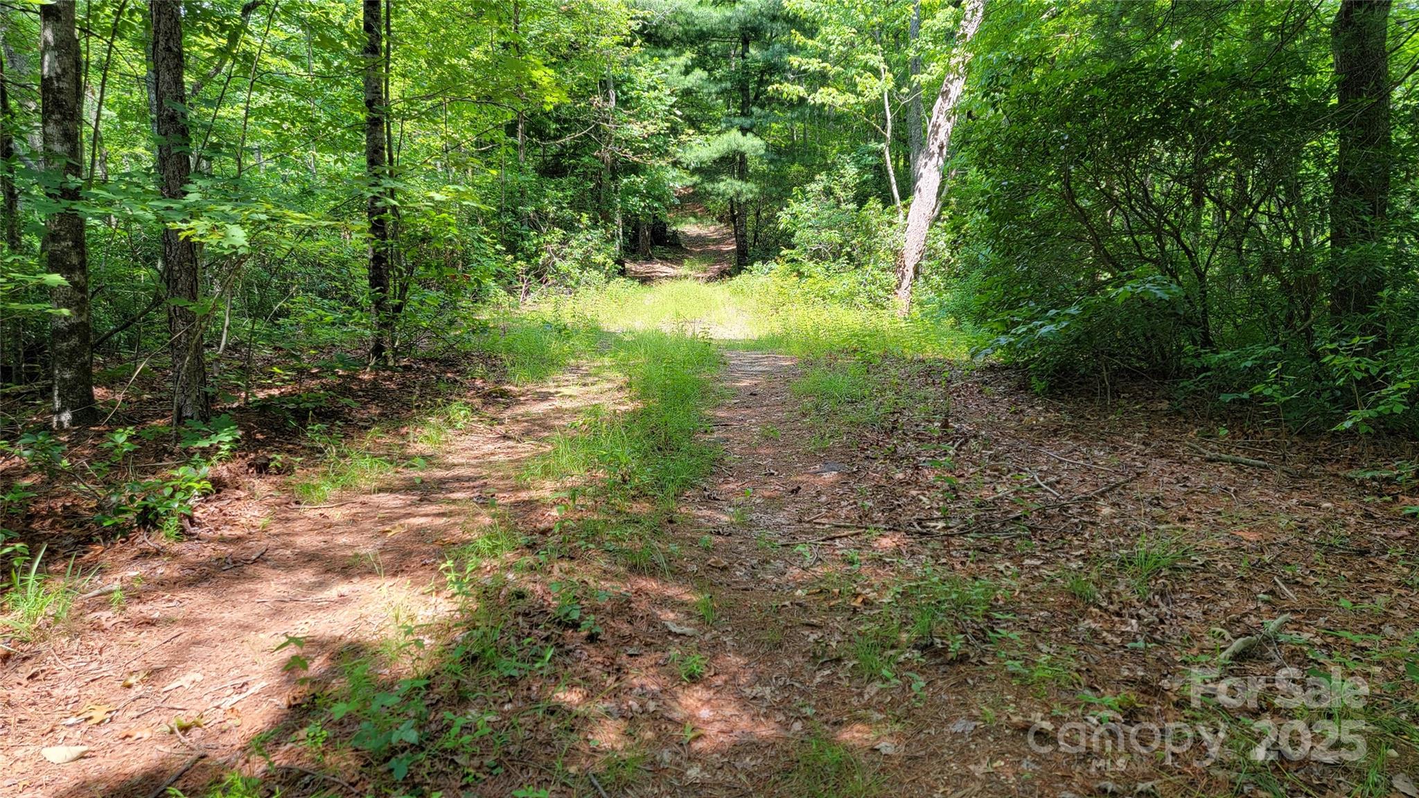 Tbd Frozen Creek Road Brevard, NC 28712 - Photo 21 of 30 a view of a yard with plants and a tree
