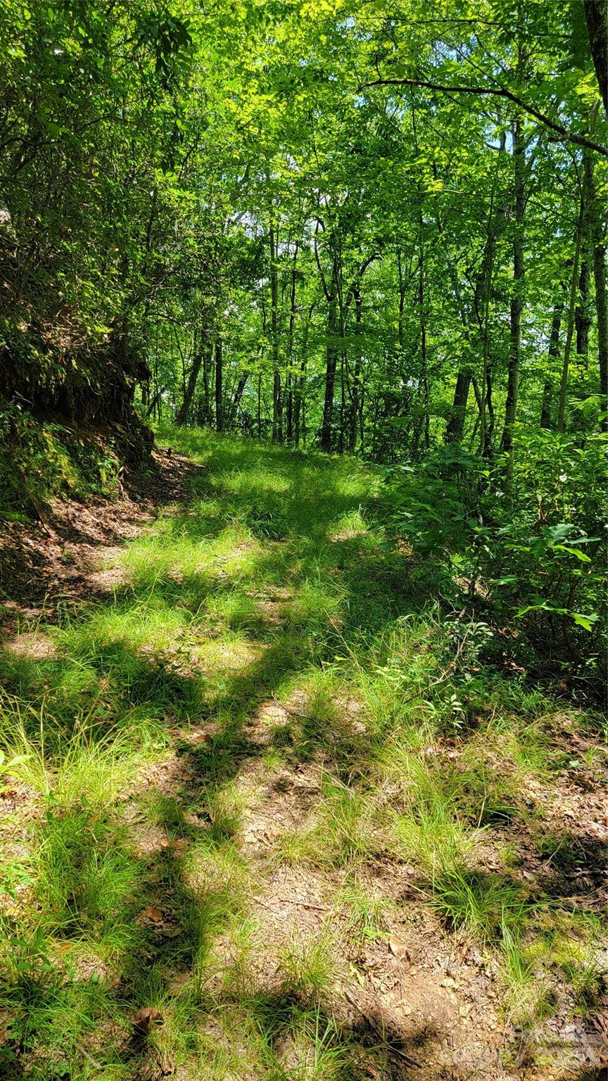 Tbd Frozen Creek Road Brevard, NC 28712 - Photo 22 of 30 a view of yard with green space