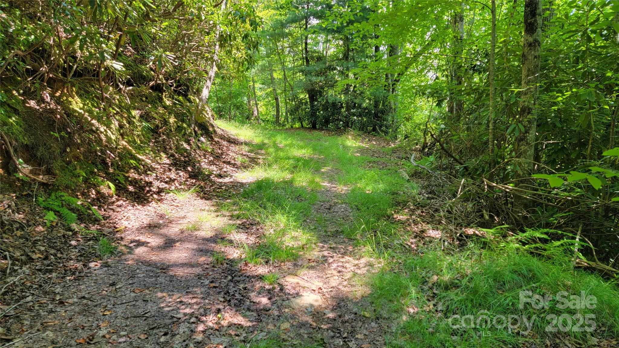 Tbd Frozen Creek Road Brevard, NC 28712 - Photo 23 of 30 a view of a forest