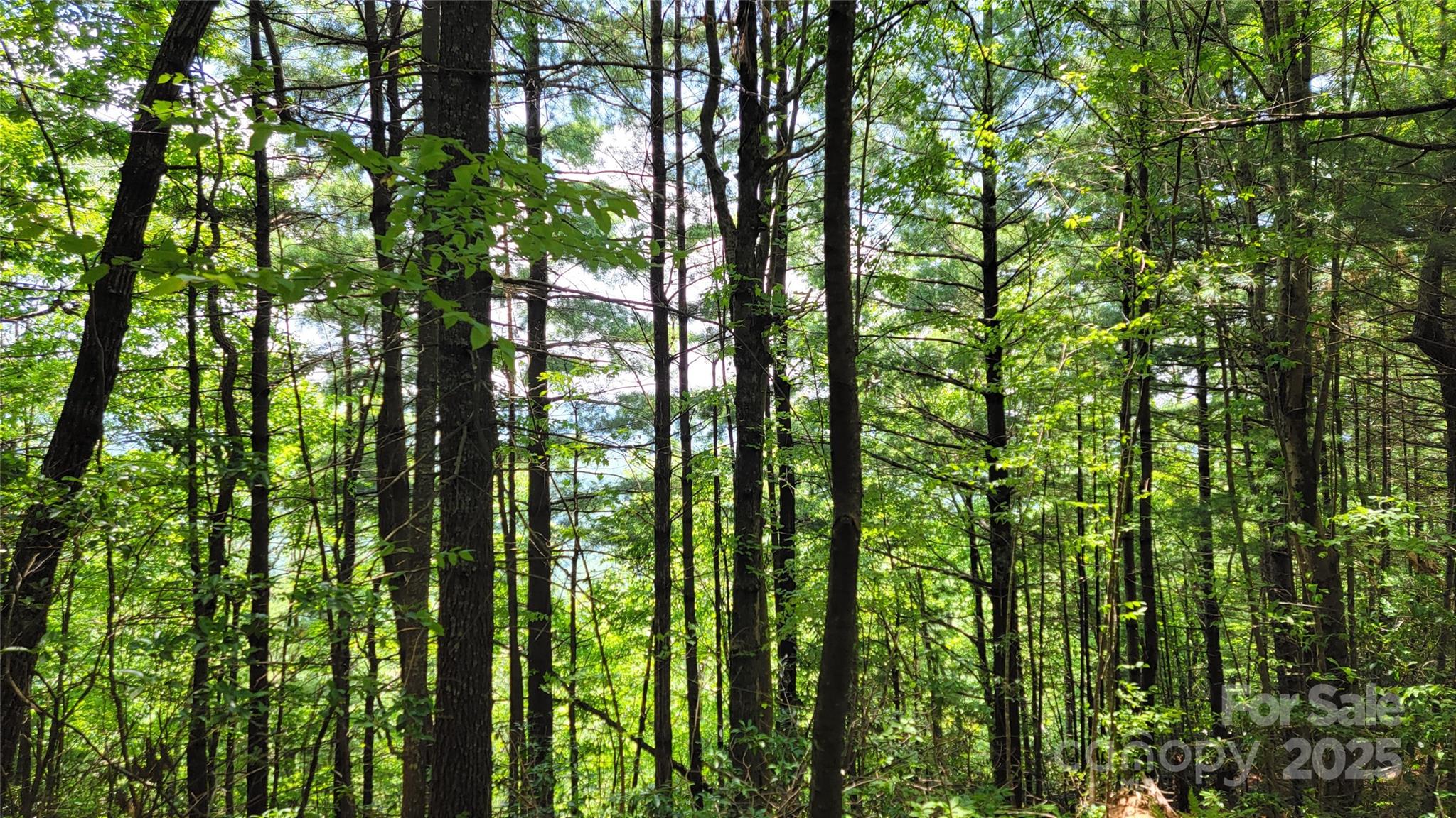 Tbd Frozen Creek Road Brevard, NC 28712 - Photo 25 of 30