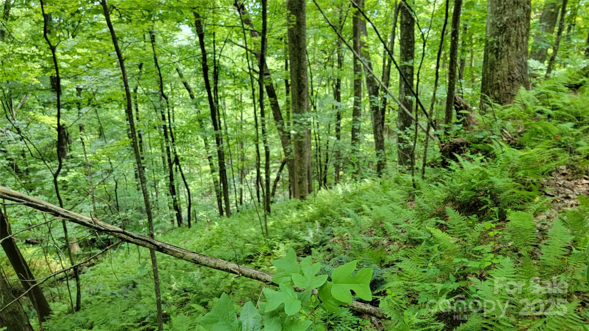 Tbd Frozen Creek Road Brevard, NC 28712 - Photo 26 of 30 a view of a yard