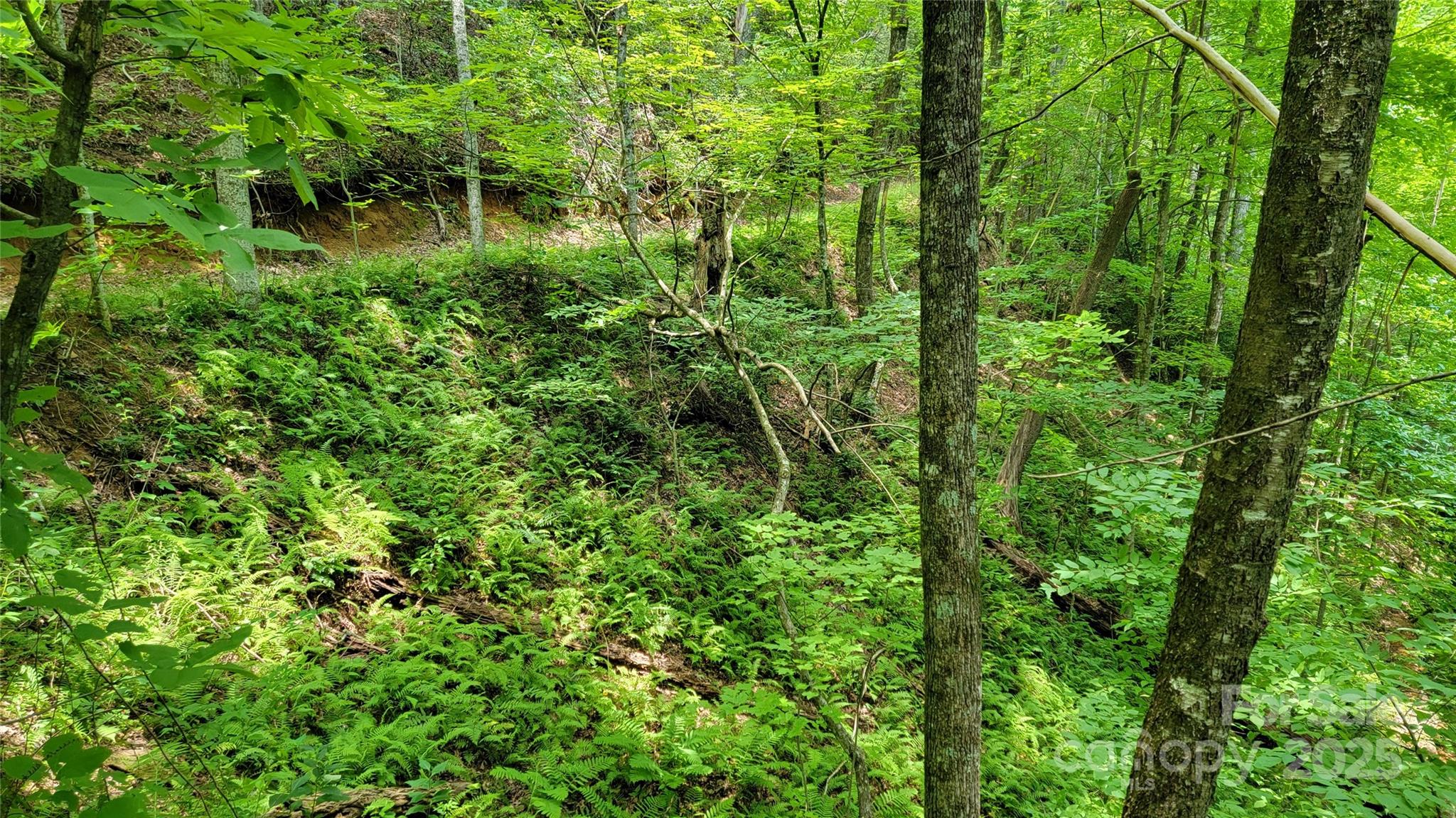 Tbd Frozen Creek Road Brevard, NC 28712 - Photo 27 of 30 a view of a lush green forest