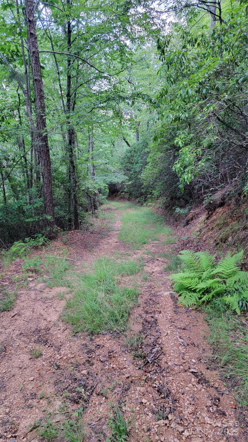 Tbd Frozen Creek Road Brevard, NC 28712 - Photo 29 of 30 a view of a yard with large trees