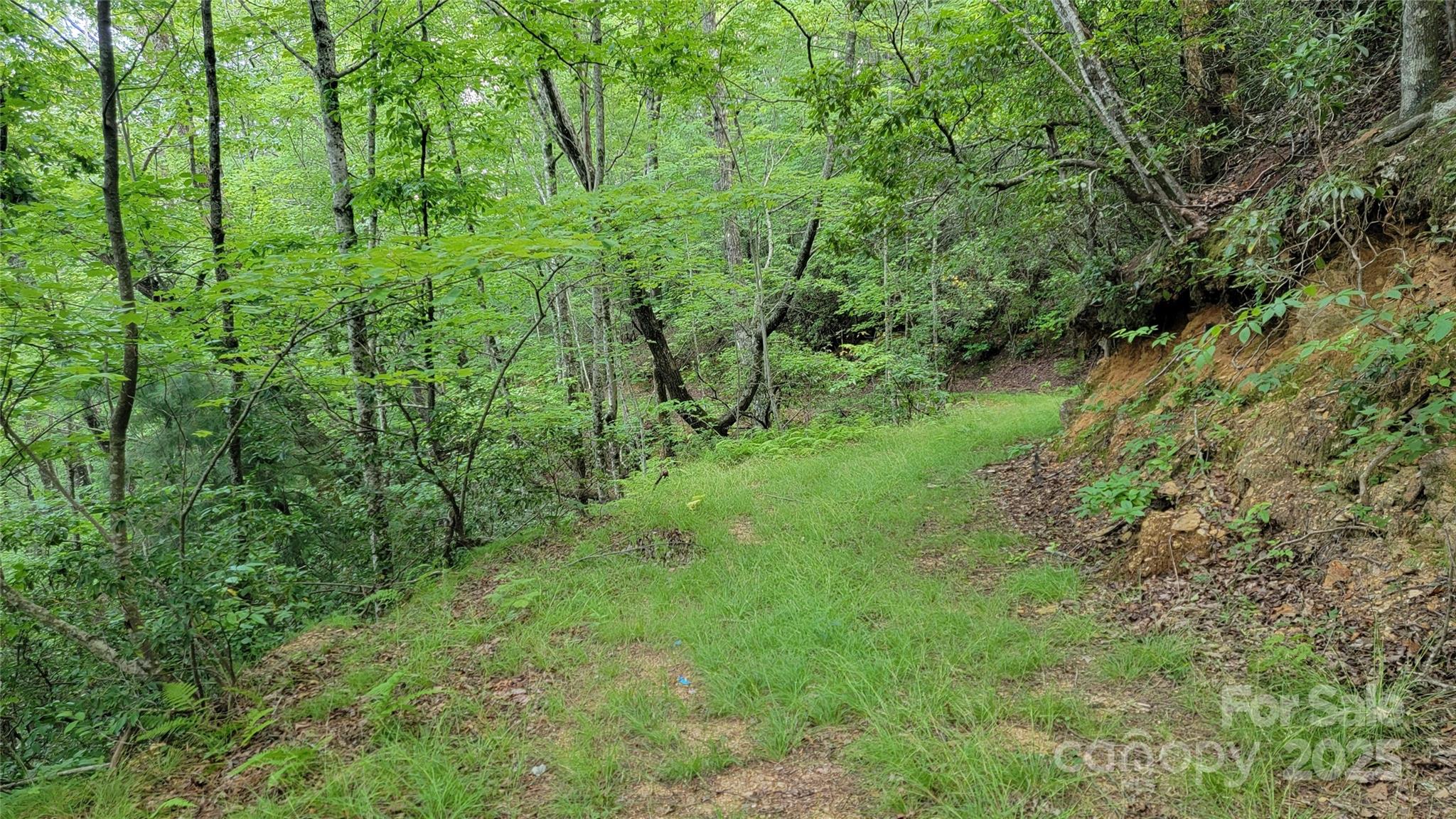 Tbd Frozen Creek Road Brevard, NC 28712 - Photo 30 of 30 a view of a lush green forest
