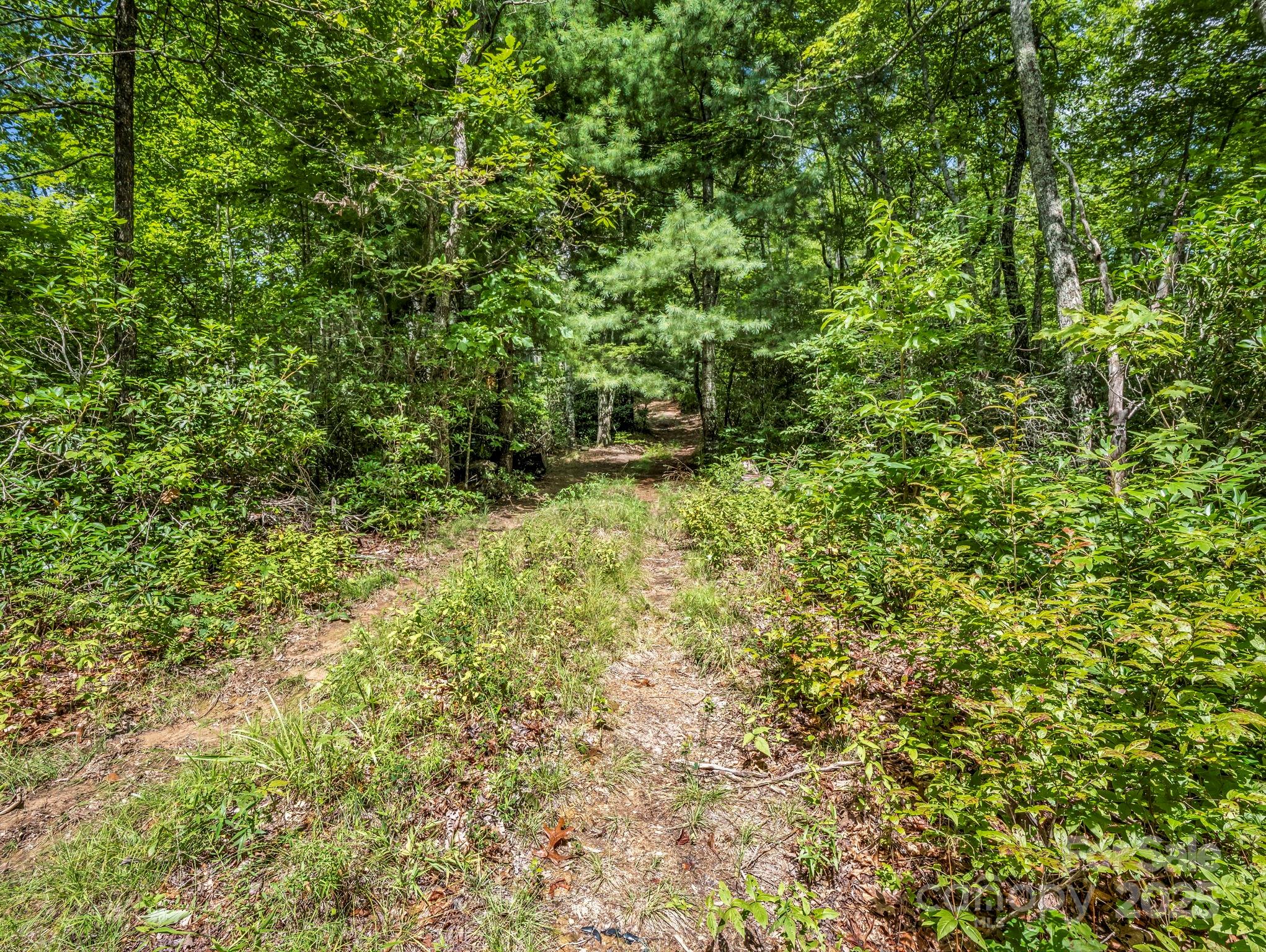 Tbd Frozen Creek Road Brevard, NC 28712 - Photo 5 of 30 a view of a lush green forest with large trees