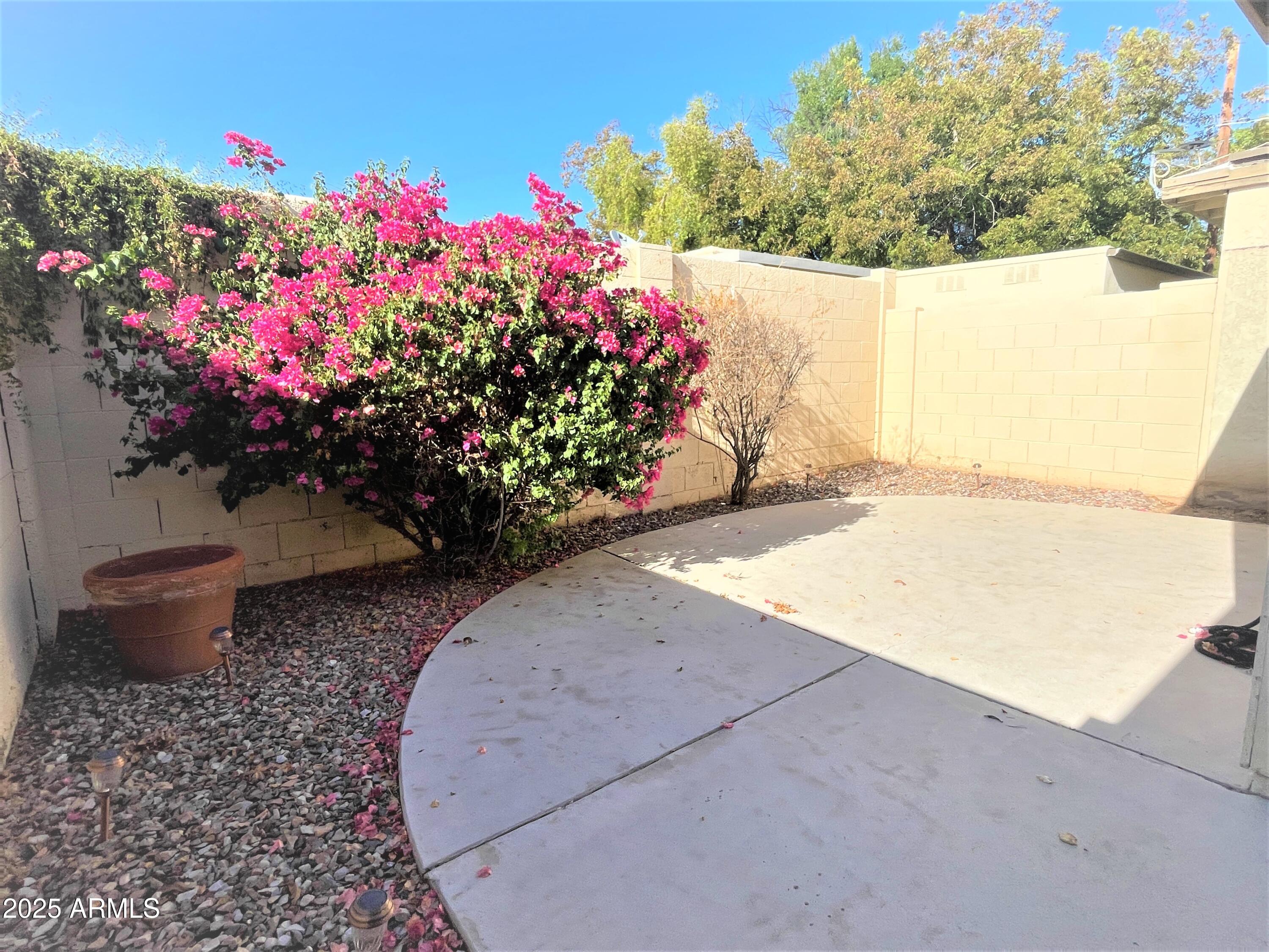8 West Griswold Road Phoenix, AZ 85021 - Photo 19 of 22 a bunch of flowers sitting in a backyard