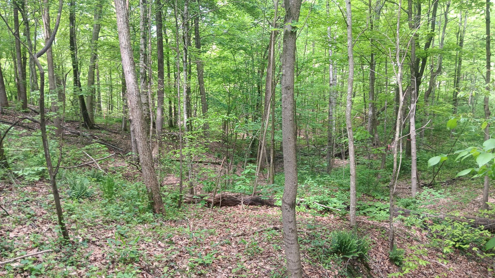 0 Sand Ridge Road, Unit ALBANY HIDEAWAY TRACT 1) Albany, OH 45710 - Photo 21 of 24 CT-21