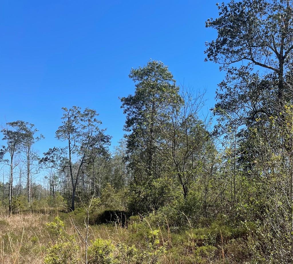 0 Donald Mitchell Road Picayune, MS 39466 - Photo 1 of 1 Gallery Image 1