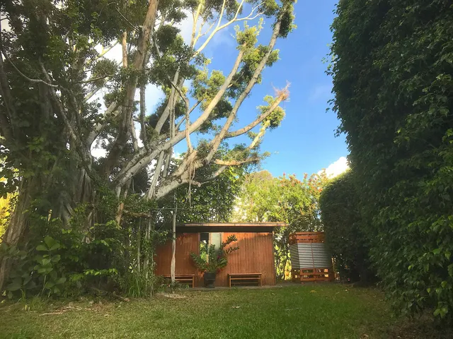 a view of backyard with plants and a large tree