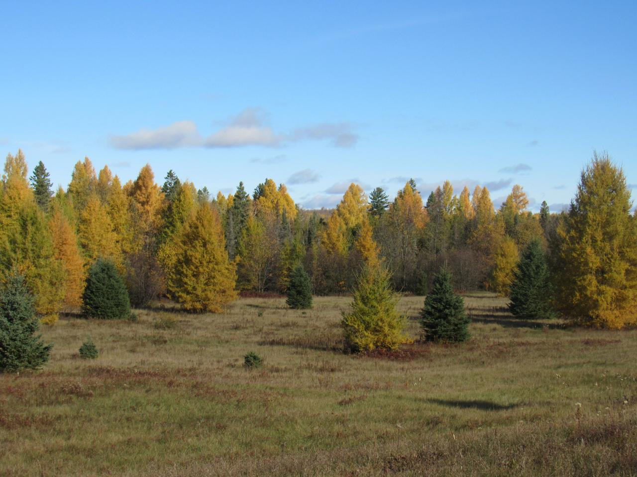 Tbd Homestead Joint Road Fence, WI 54120 - Photo 9 of 24 Gallery Image 9
